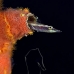 blenny_arrow_mog_jar_v_0346_cub2123.jpg